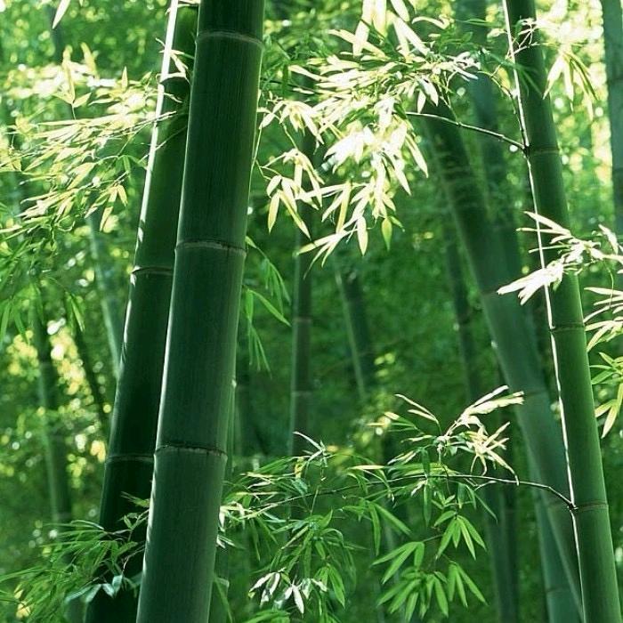 欟籗