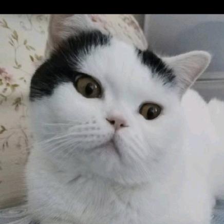 猫哥的痛