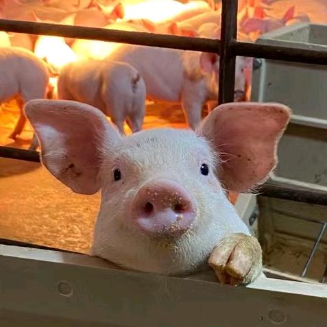 赣州新正邦饲料