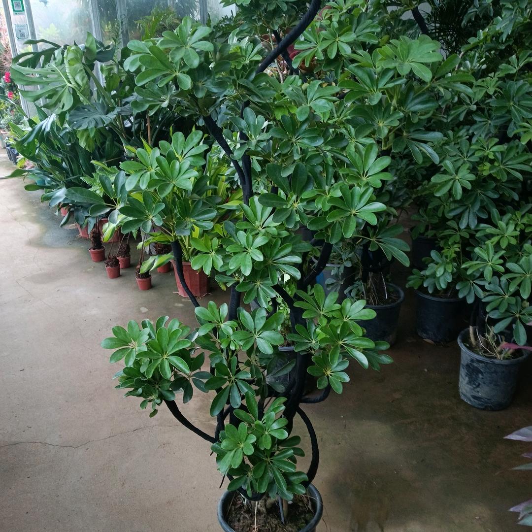 万事顺心