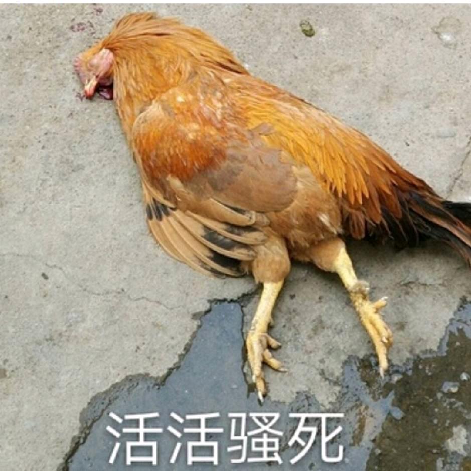 進擊的周四66