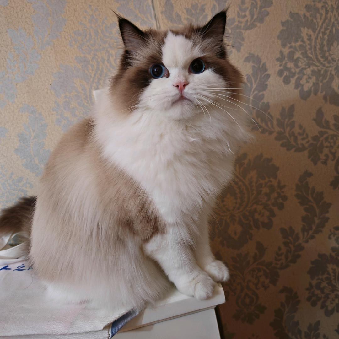 六六是只猫