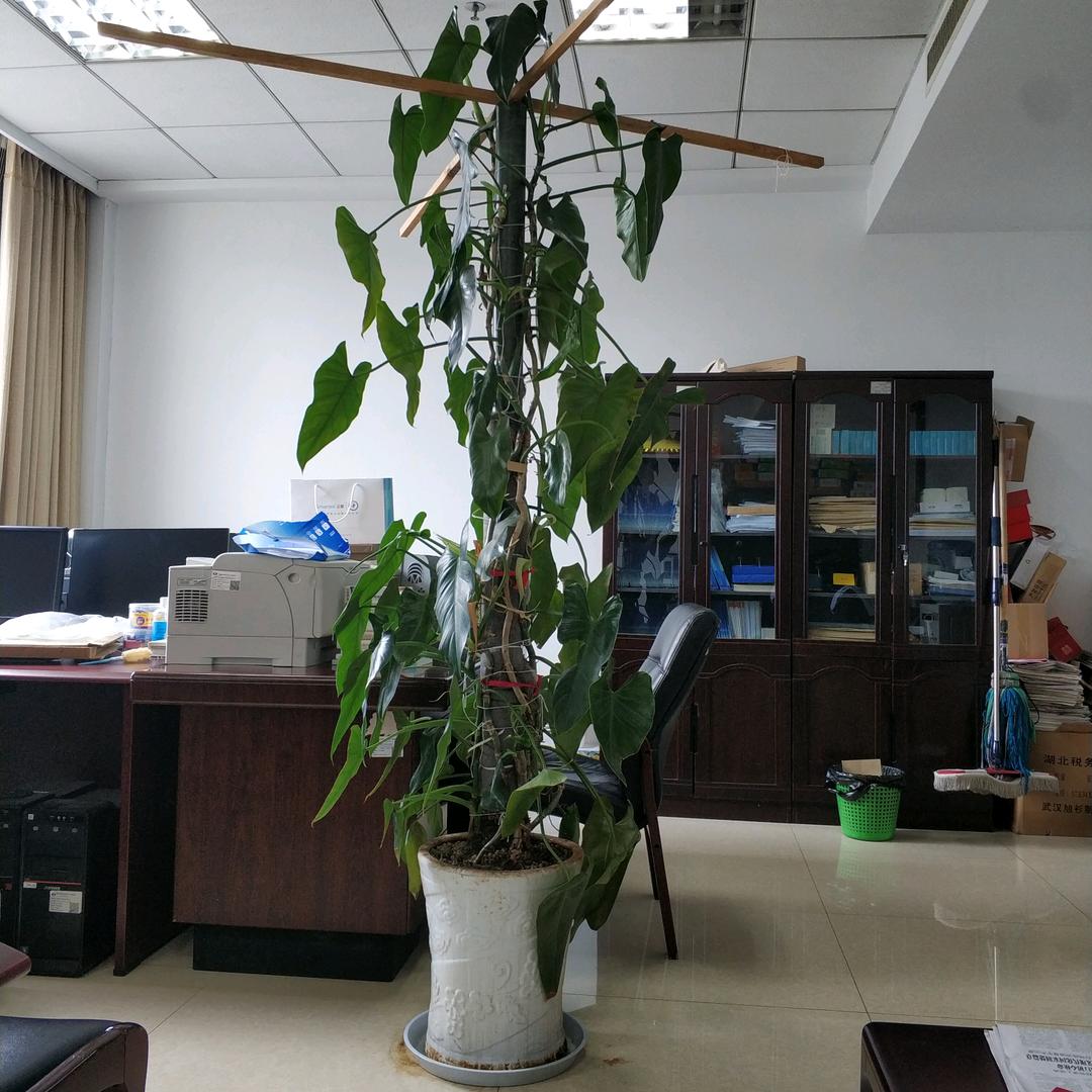 木易哥