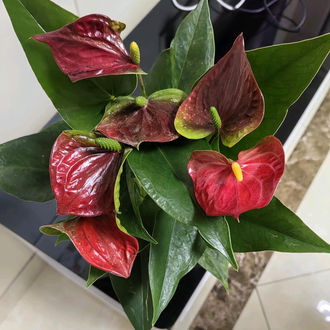 铃响花深