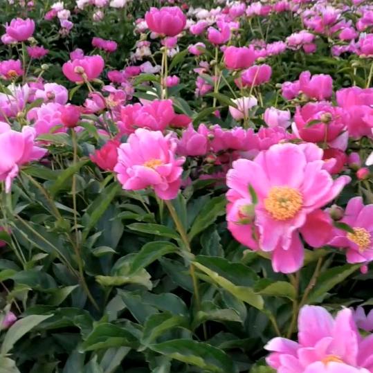 亳州市道地药材种植