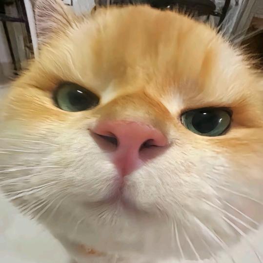 8个贝壳