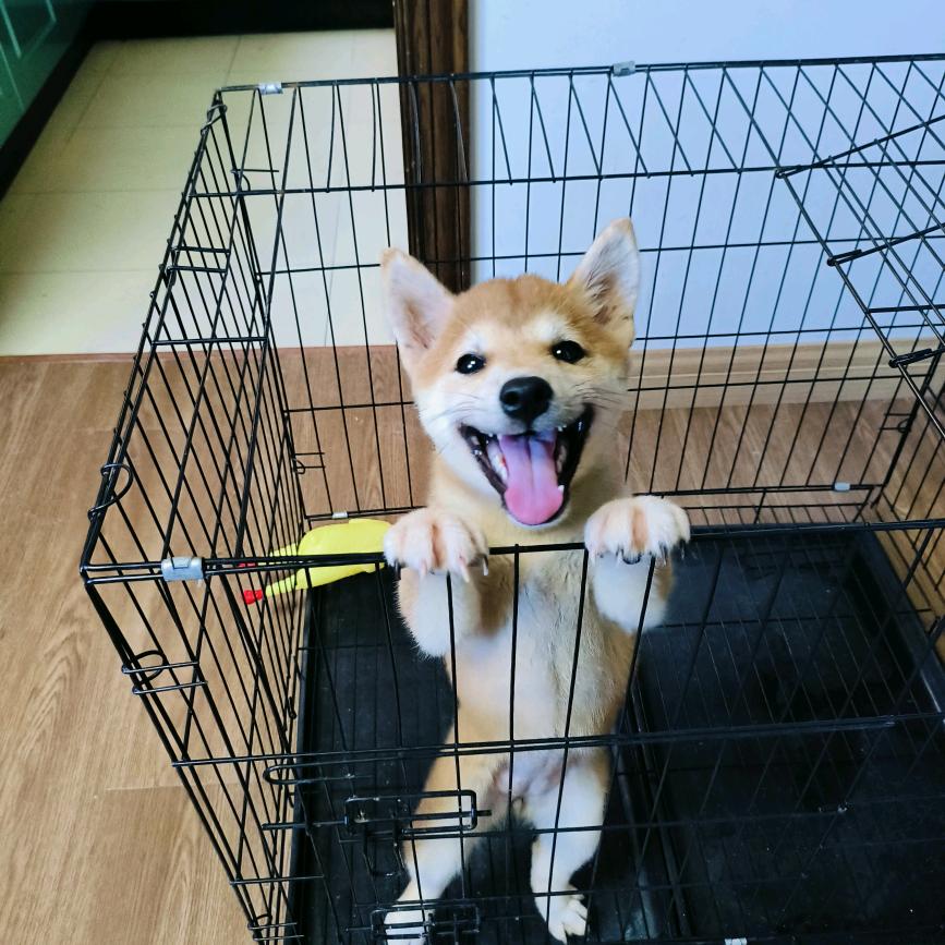 元宝是只柴