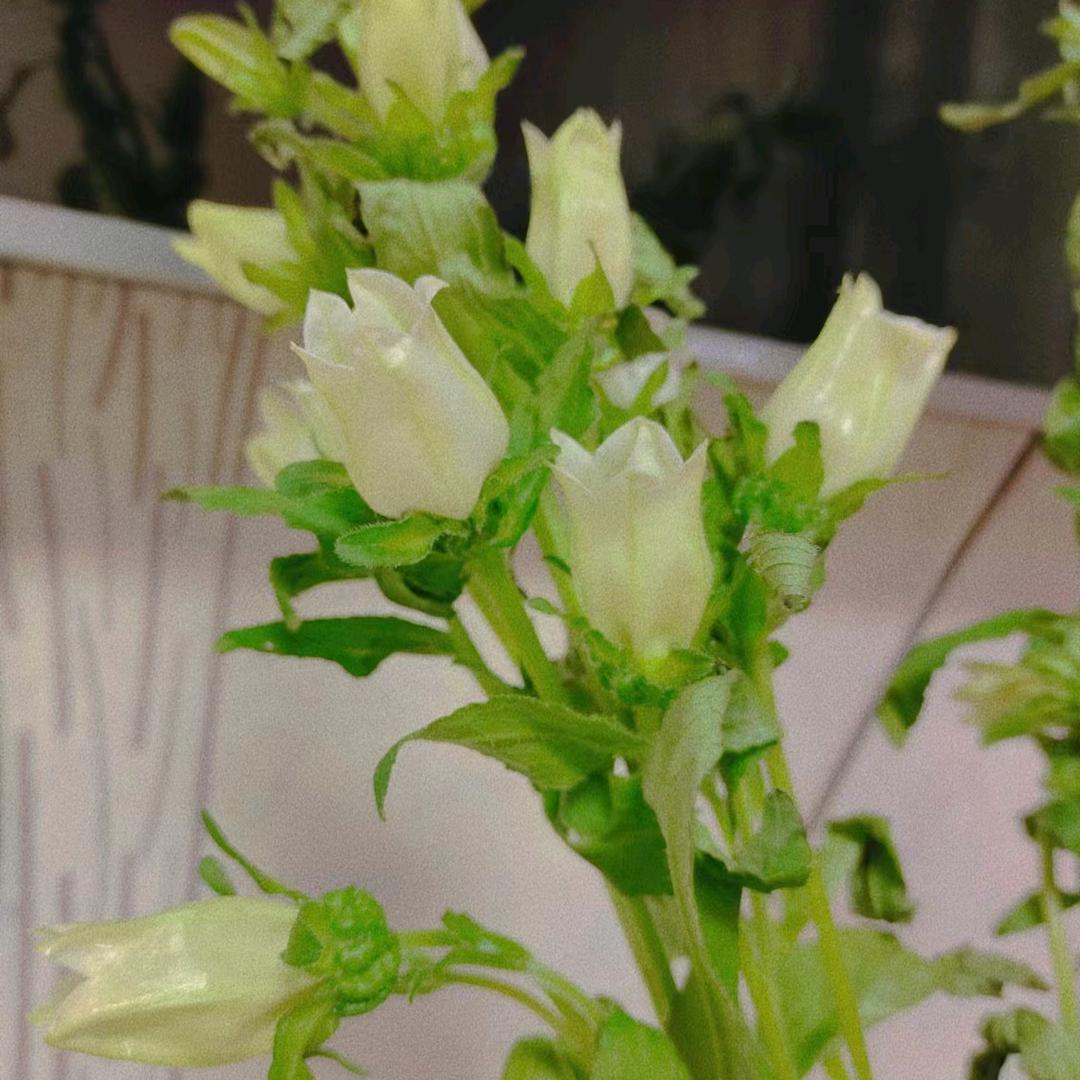 清香荷花