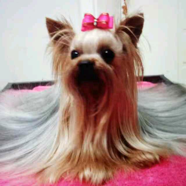 森林约克夏乐园