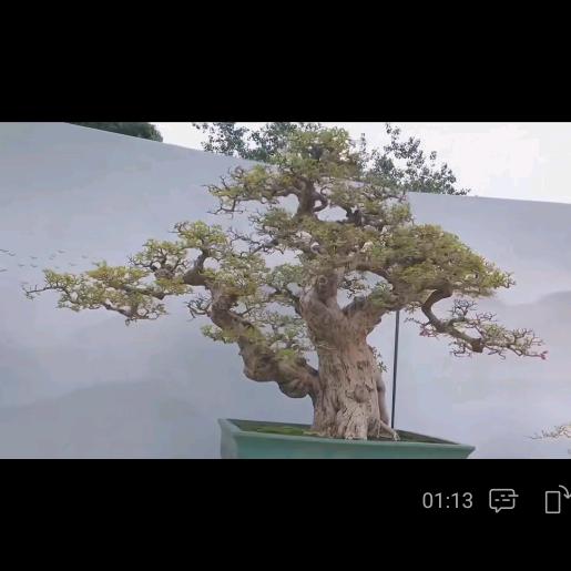 海南博兰盆景