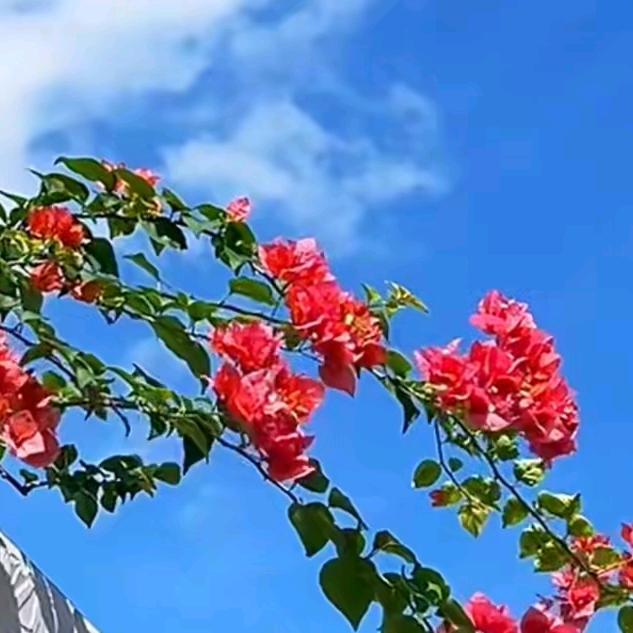 🎈玲姐