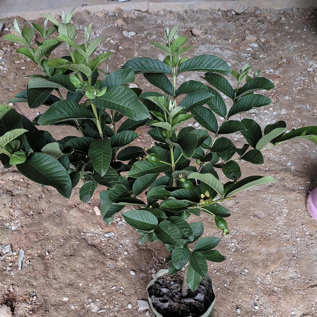 健盈创果树苗木专营店