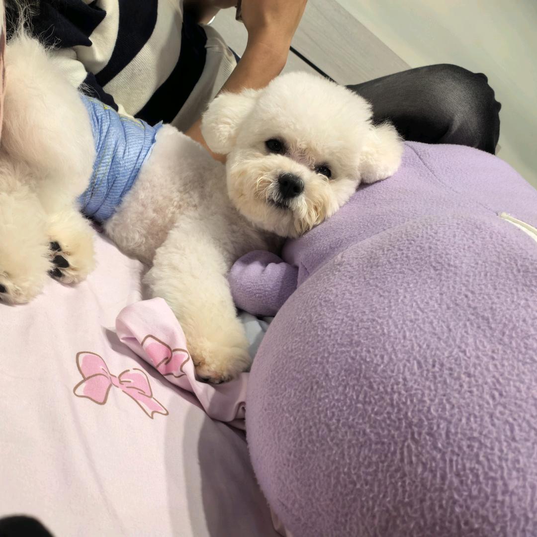 招财是只🐶
