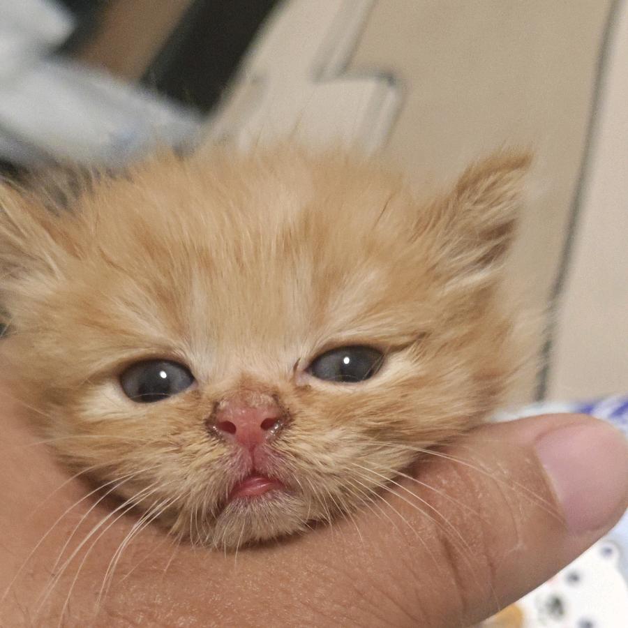 捡到小奶猫