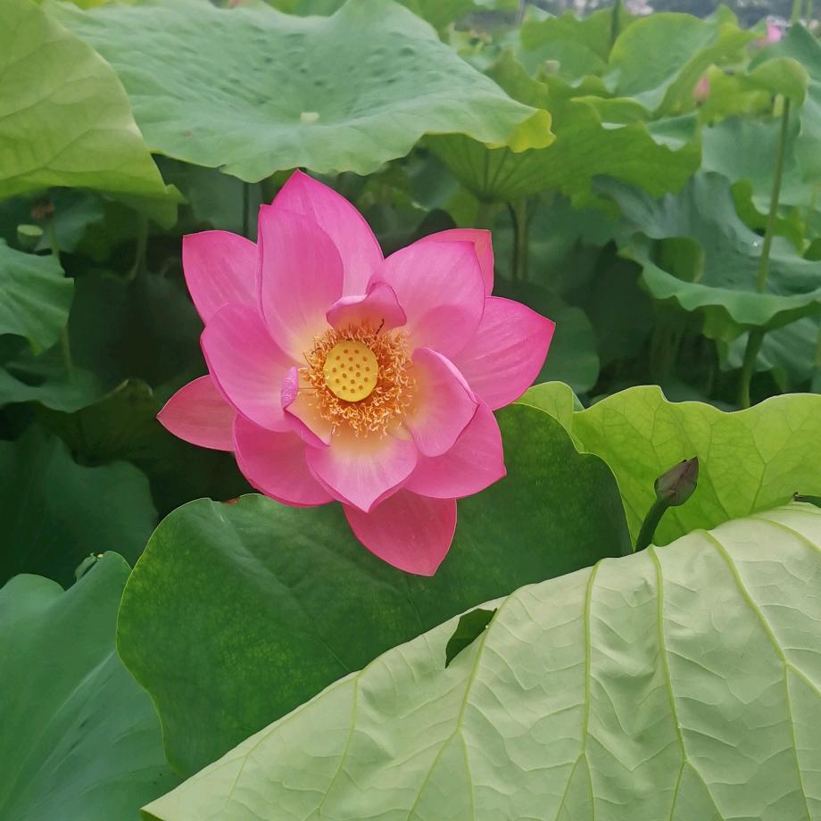 刘婷妞
