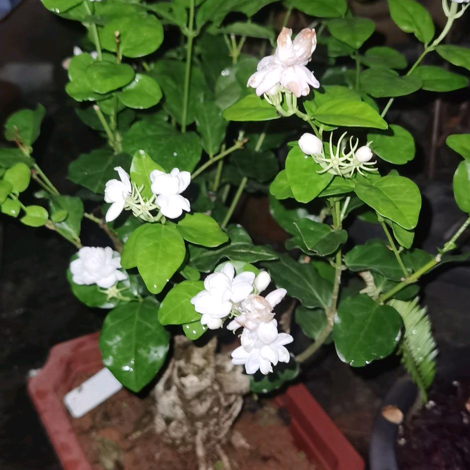 蘑菇与火石的小花园