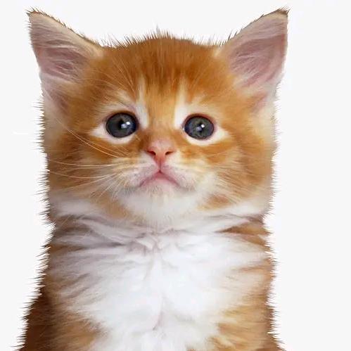 猫咪·游戏