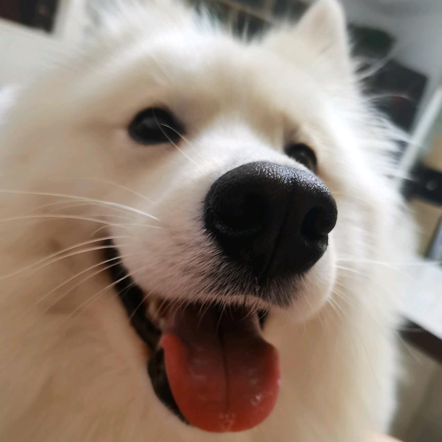 濮阳爪爪宠物乐园