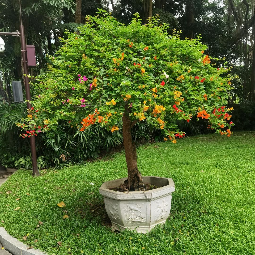 蜡笔小新