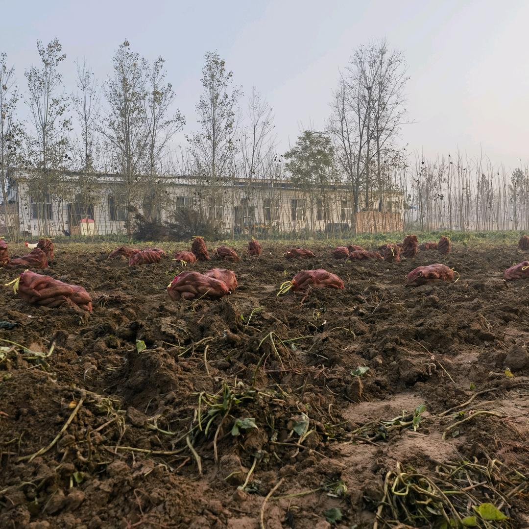 西瓜红.烟薯25收购基地