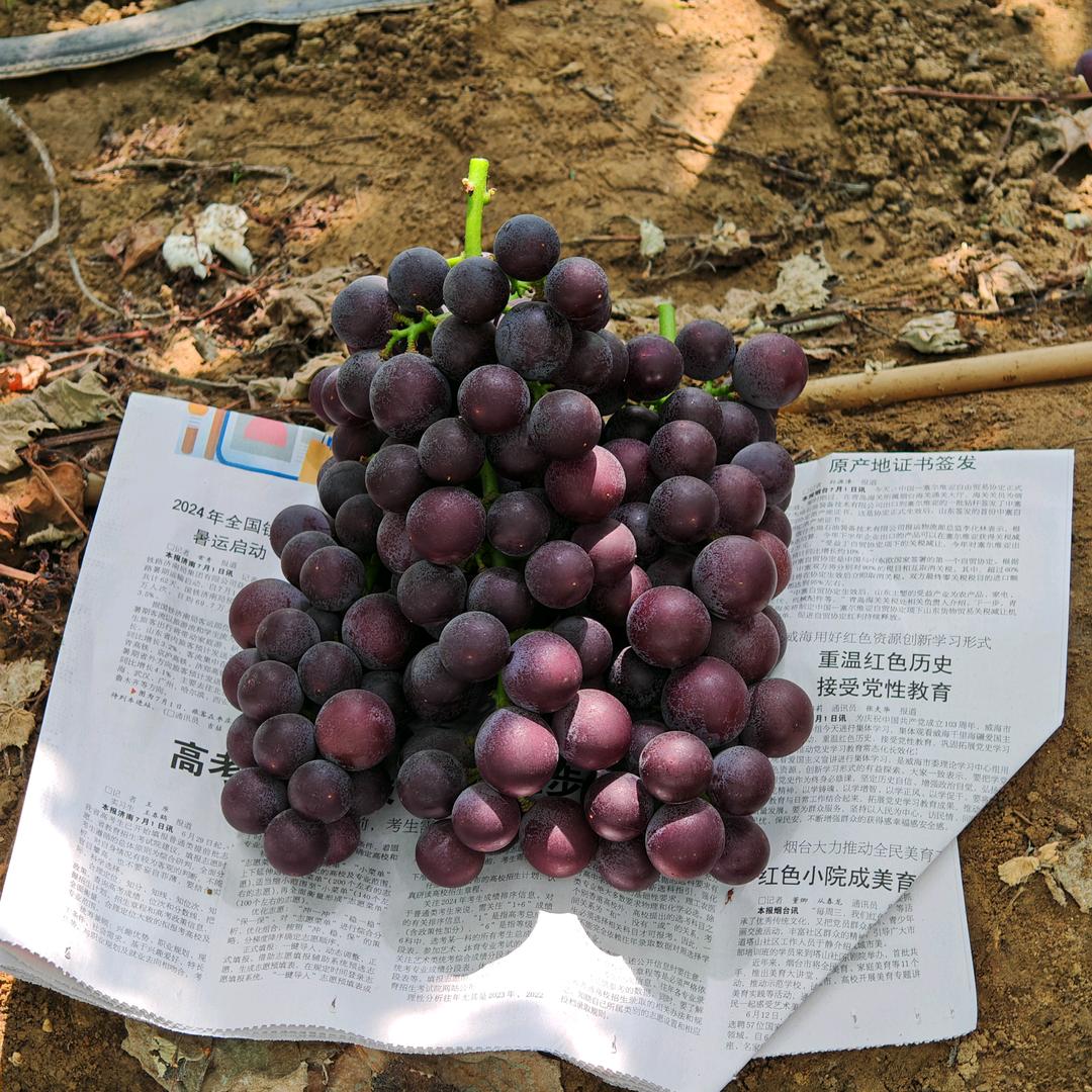 阳光农业说不完