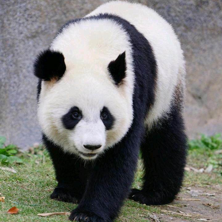 西大河畔
