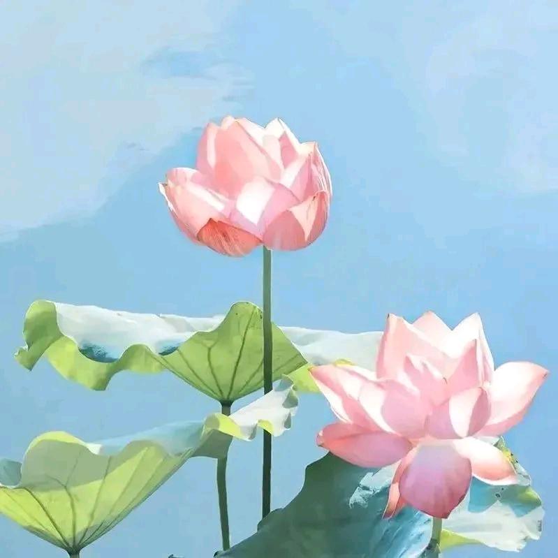 喜仔奶奶