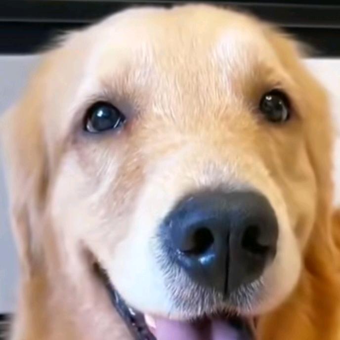 金乐宠物用品店