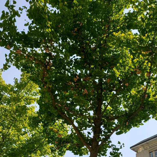 咖啡不懂酒的醉