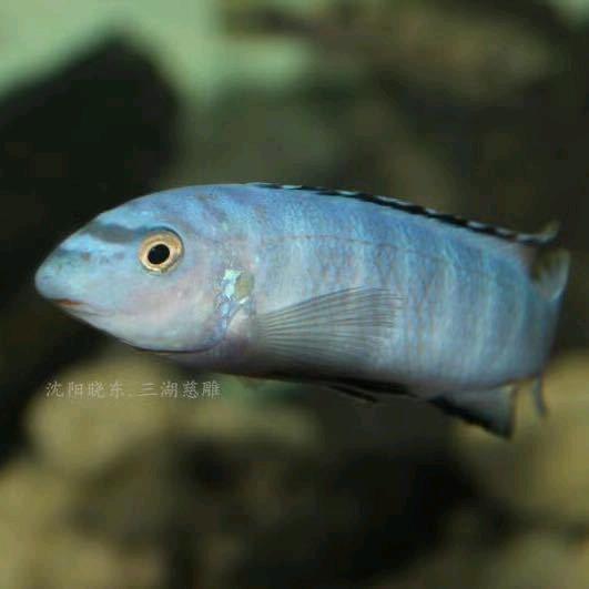林浩三湖慈鲷水族