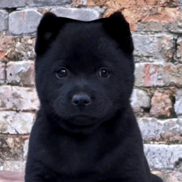 小贝土狗养殖、