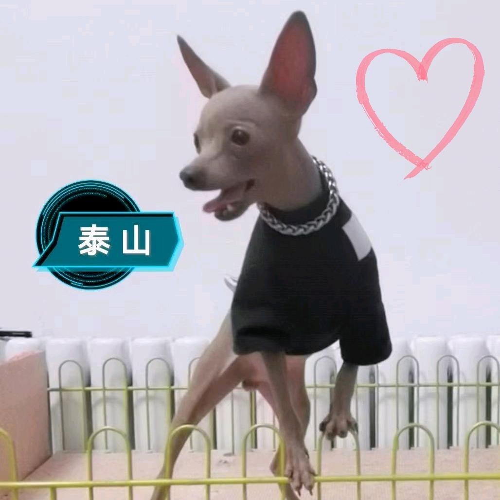 小亮家鹿犬繁育基地【大号】