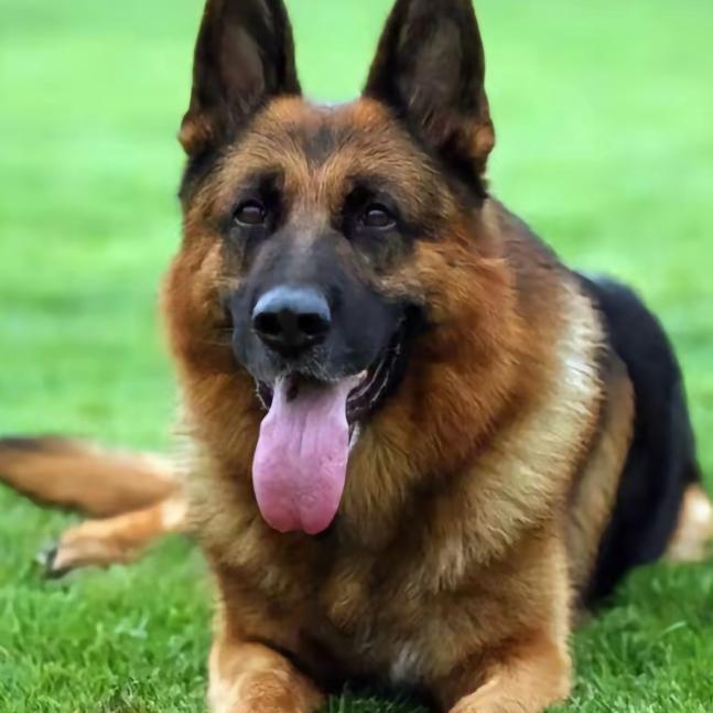 重庆老李犬舍