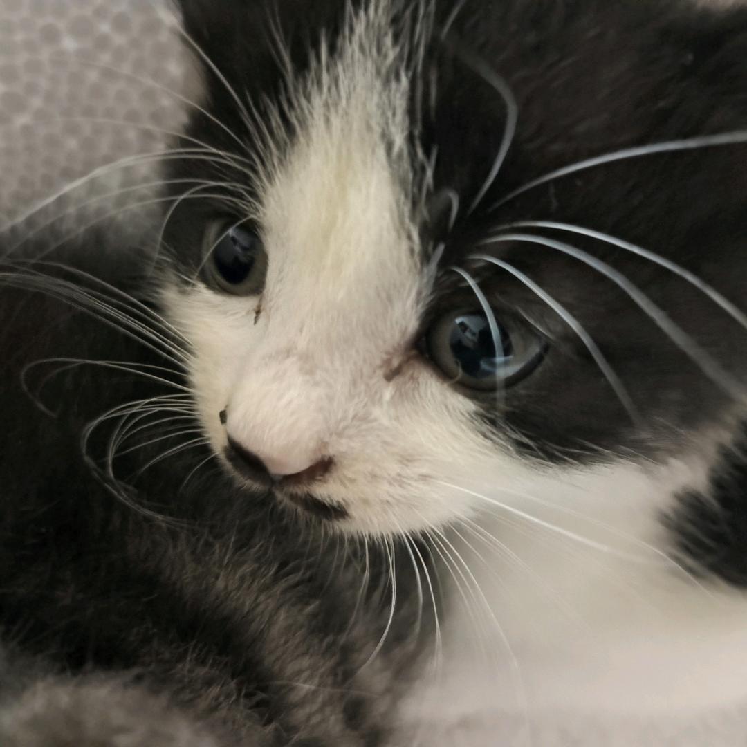 小猫糖蜜(已走失)😭