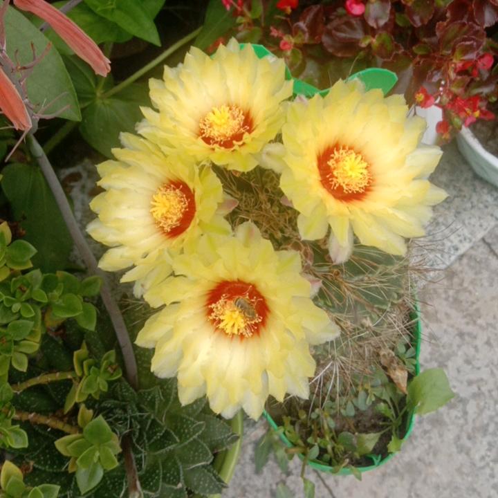 用户5957659098323、格桑花