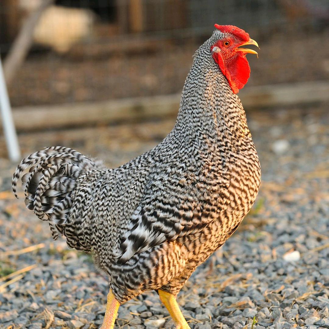 畅畅芦花鸡养殖