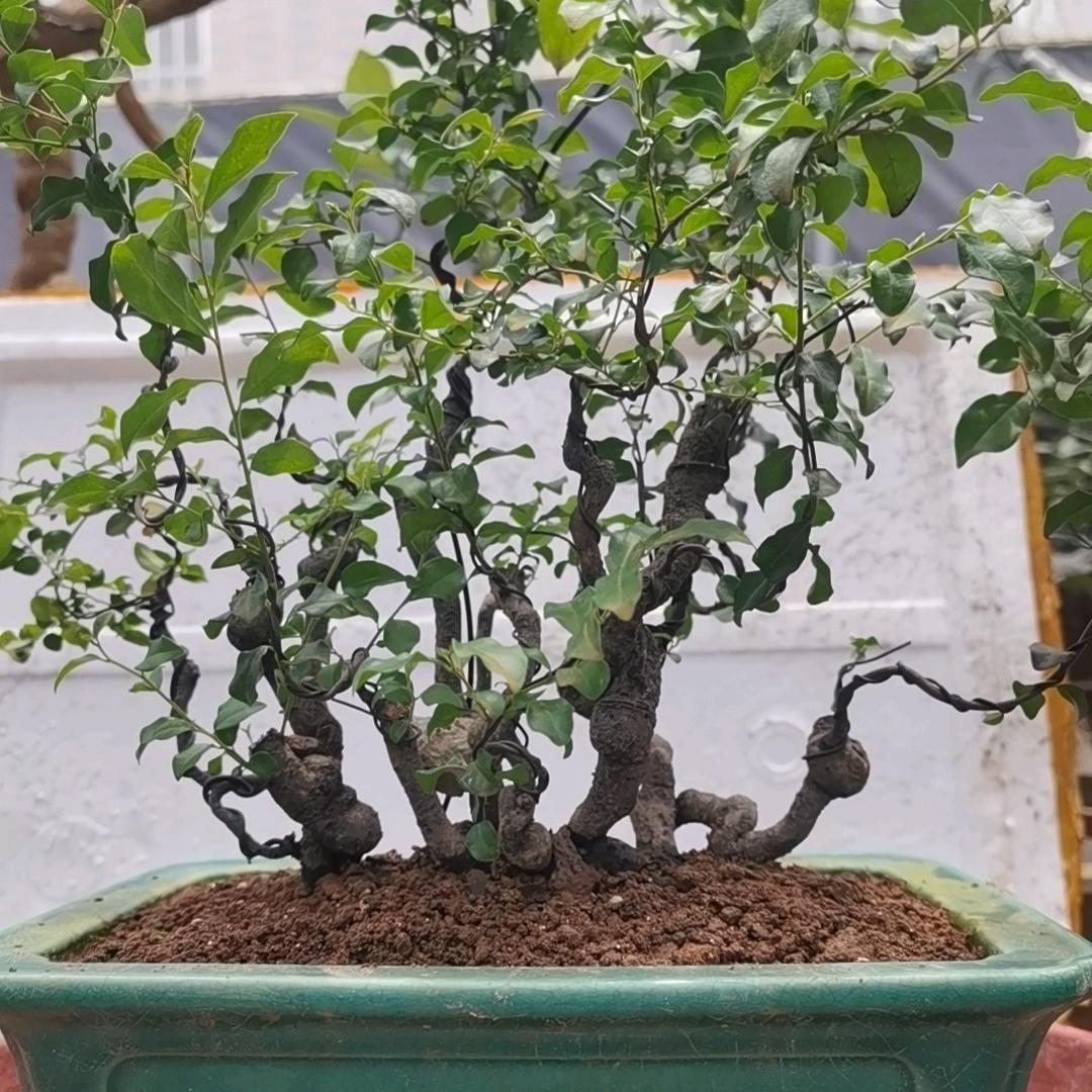 年余金弹子素材