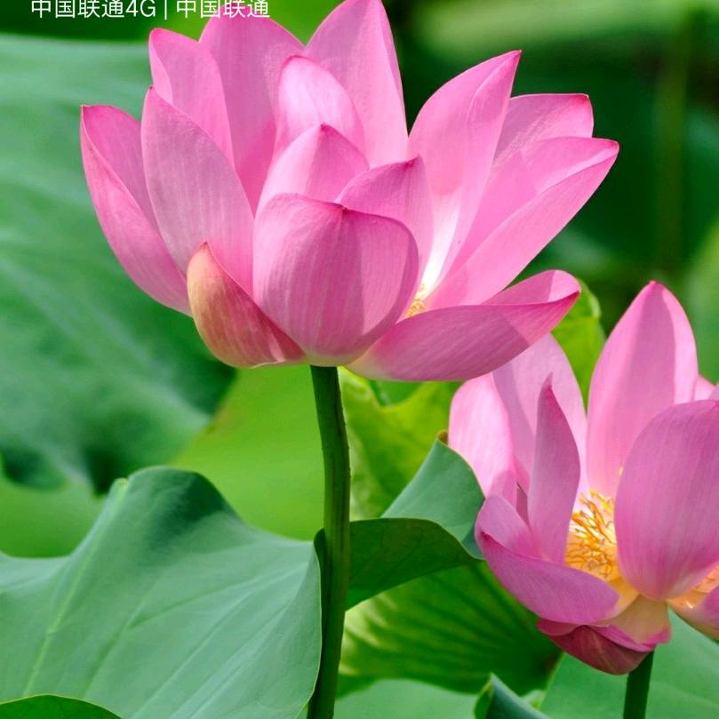 老头《生活号》🐇🐇🐇