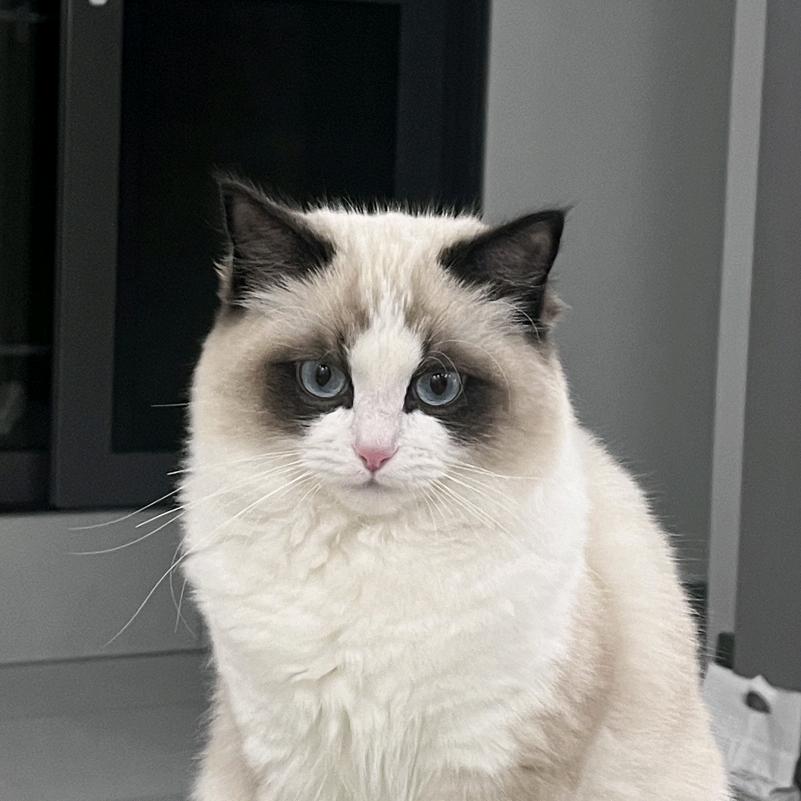 芳芳姐的养猫日记