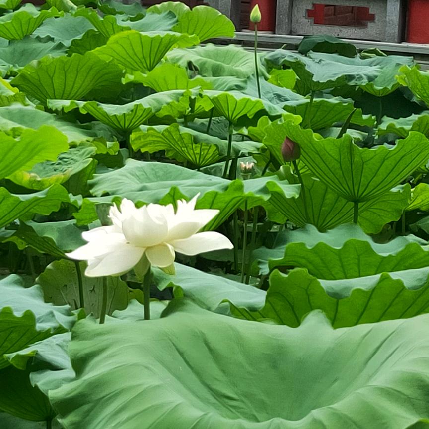 莹萱阁
