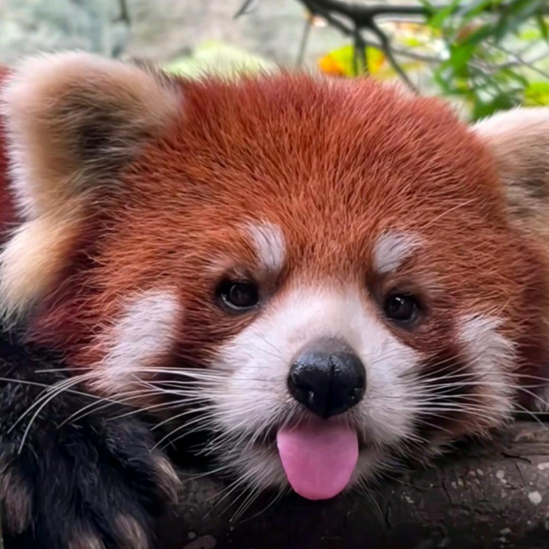 星河欲转千帆舞