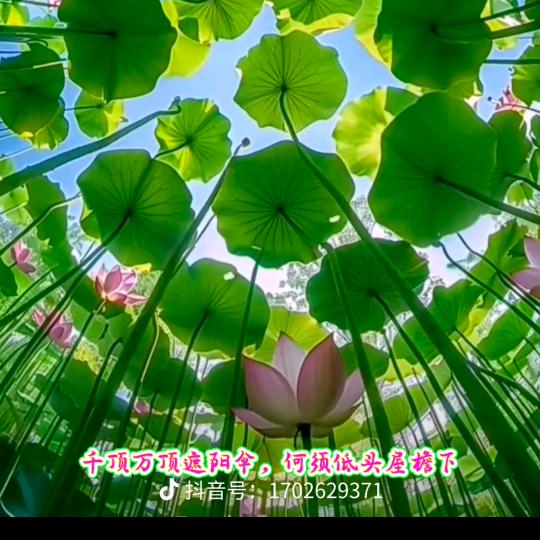 春蔷薇