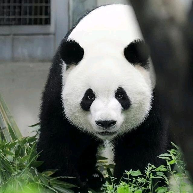 草莓奶油蛋糕头像