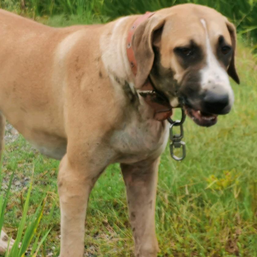 仇爷，业余养犬人