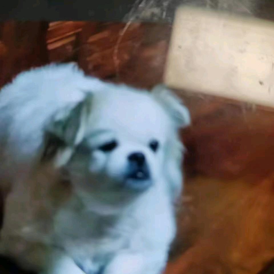 小群