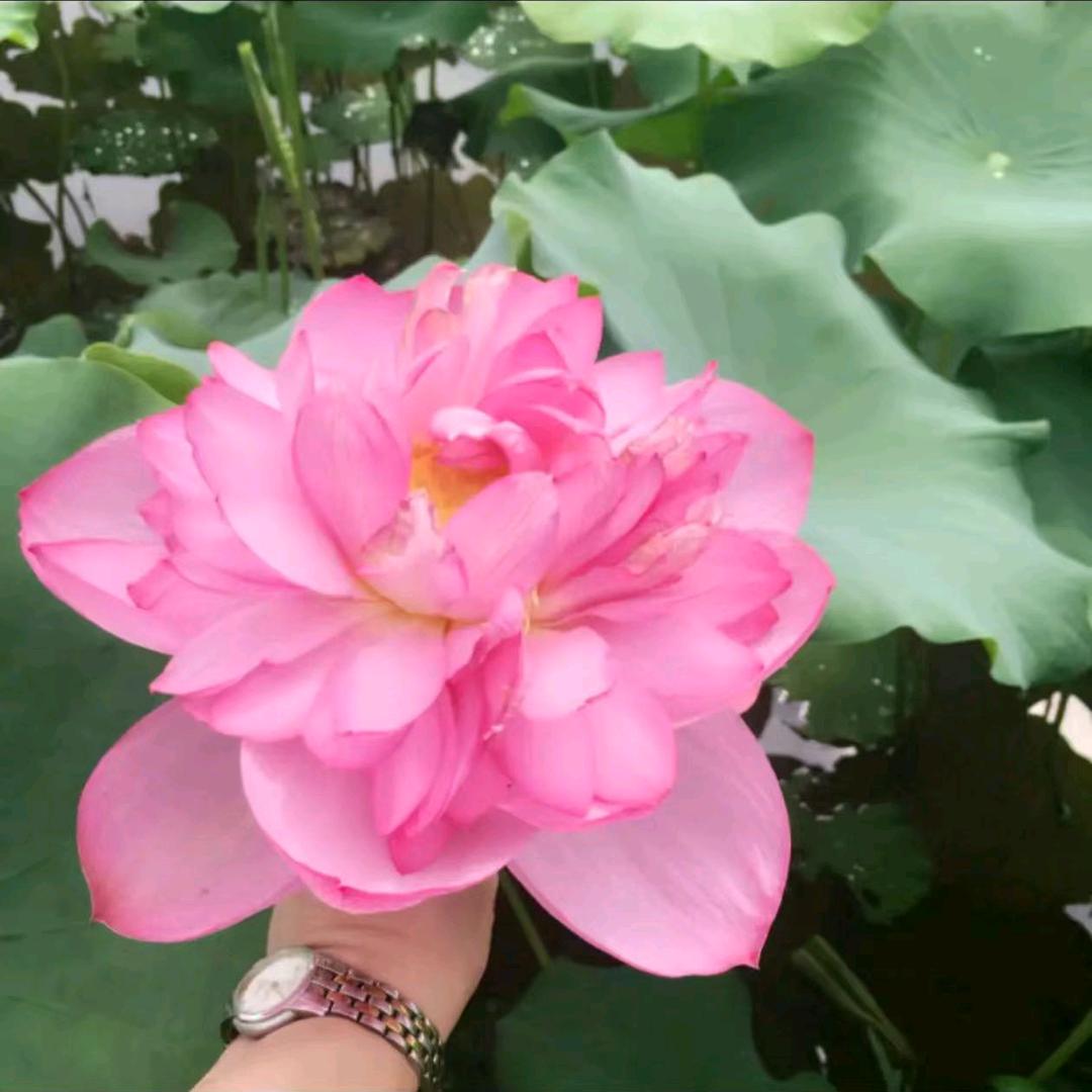 “最美的遇见”好运莲莲🌺