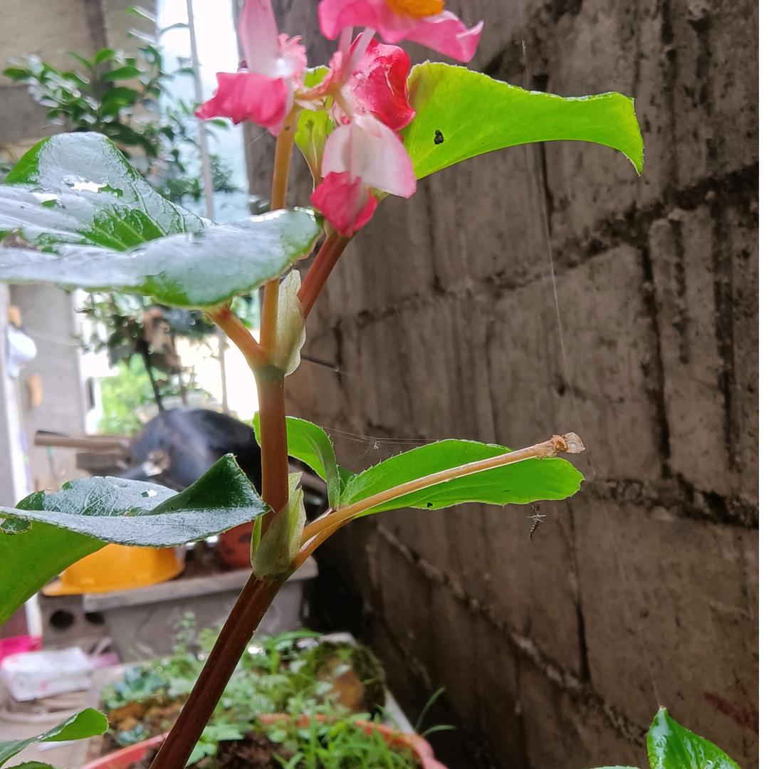 美丽大关