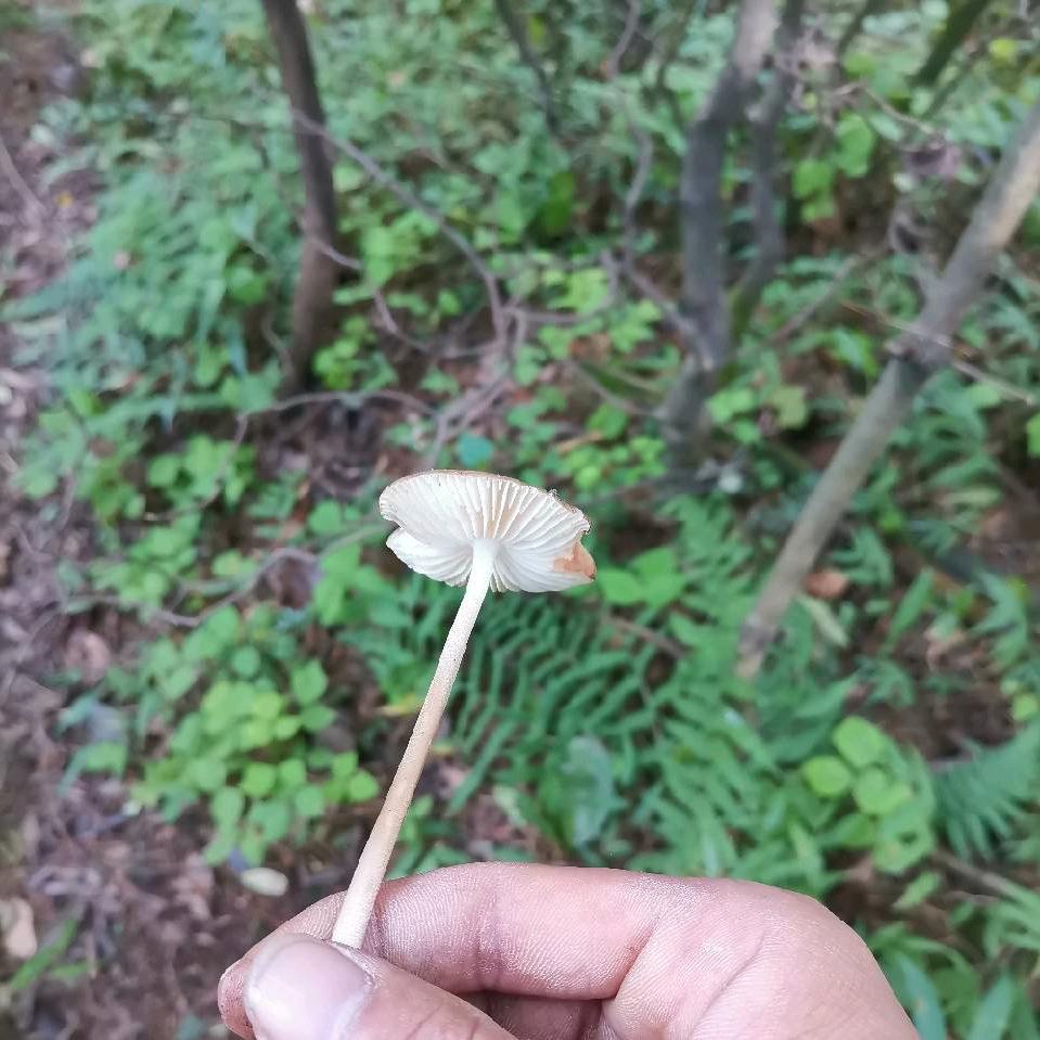 原汁原味