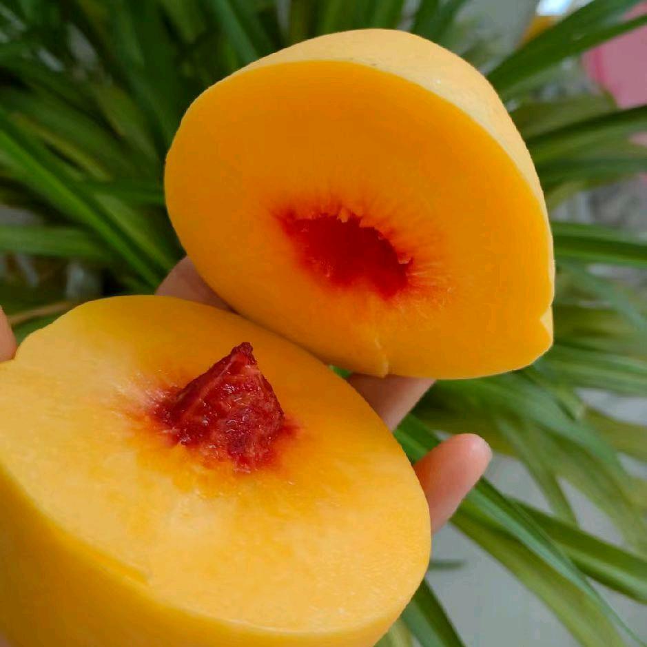 黄桃，酥梨种植小程