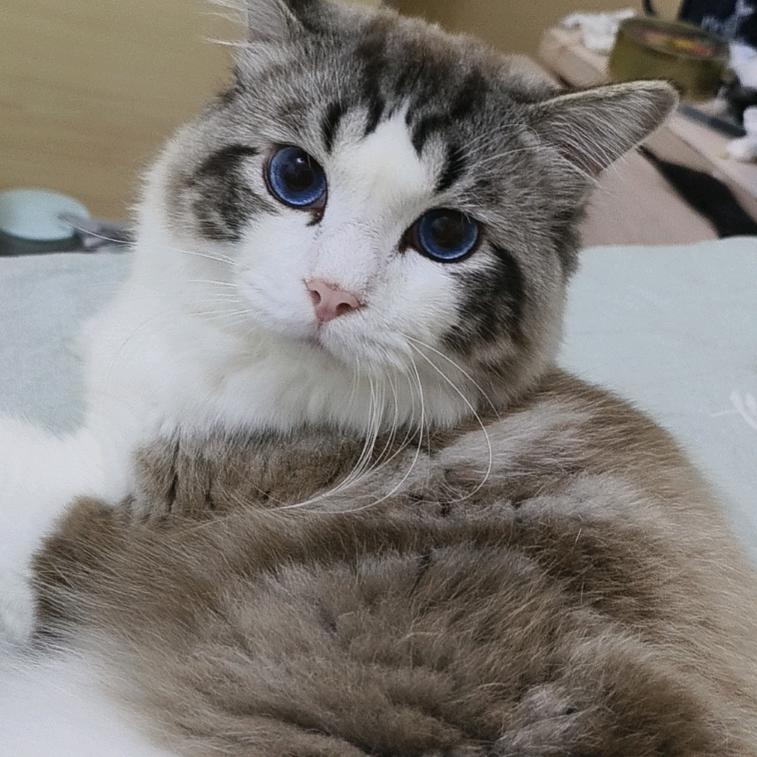 颐只发财喵